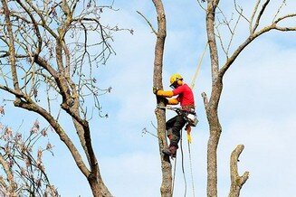 Empresa de Podas en altura en Madrid Podas en altura Madrid